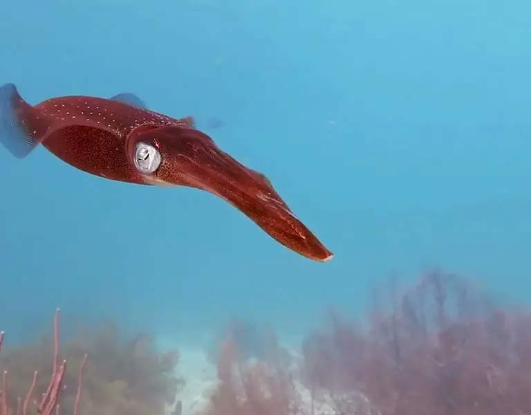 How Squid Was Transformed From Fish Bait to a Wildly-Popular Appetizer